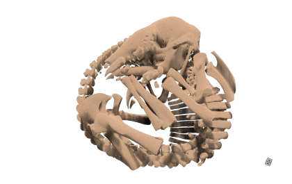 3D volume rendering of the skeleton of Tolypeutes matacus based on this microCT dataset 3D volume rendering of the skelton of Tolypeutes matacus based on this microCT dataset