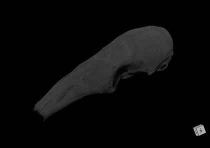 Volume rendering of the skull of a Northern tamandua skull