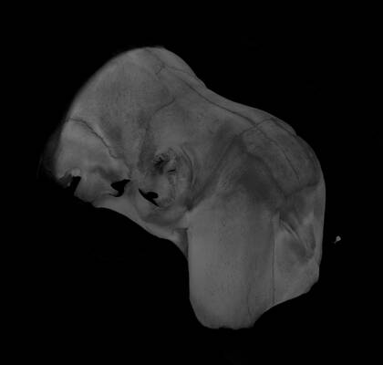 Volume rendering of the microCT scan of the first part ("skull 1") of the walrus skull - this part contains the inner ear.