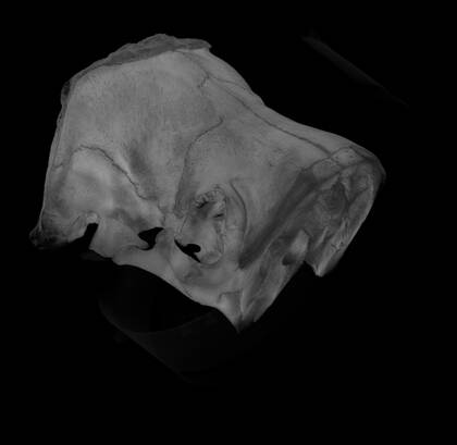 Volume rendering of the microCT scan of the second part ("skull 2") of the walrus skull.