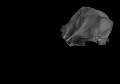 Volume rendering of the first part ("skull 1") of the tucuxi skull