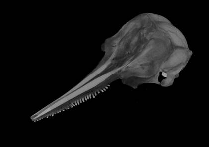 Volume rendering of the three aligned microCT scans of the tucuxi skull - view 1