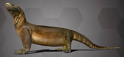 Image of the 3D Model of a Komodo Dragon
