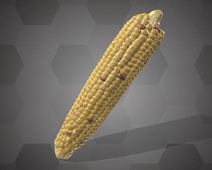 Picture of Corn model (NHMW-AFW-DING-0046-001)