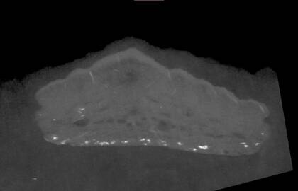 Virtual slice through the microCT dataset of the fossil tooth (NHMW-GEO-2025/0127/0016)