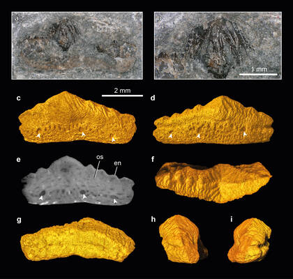 Figure from the publication "First hybodontiform record reveals chondrichthyan role in Carnian food webs of the Upper Triassic Reifling Basin, Austria" by Stumpf et al. (2026) based on the microCT dataset (c-i) showing the fossil tooth